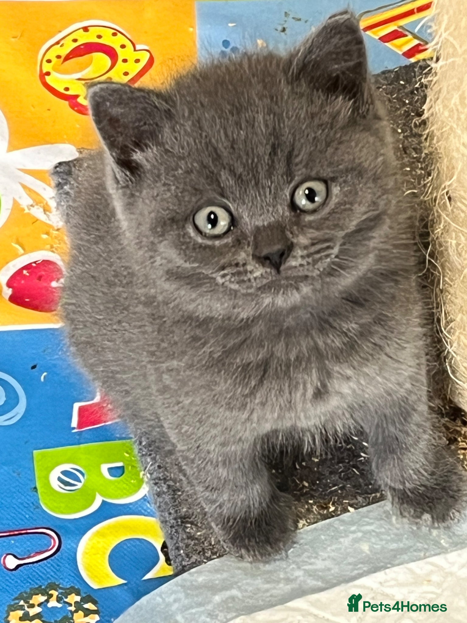 British Shorthair cats for sale: Stunning pure British Shorthaired Kittens  - Advert 11