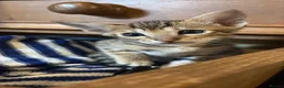 Oriental cats for sale: Two beautiful oriental boys left - Advert 8