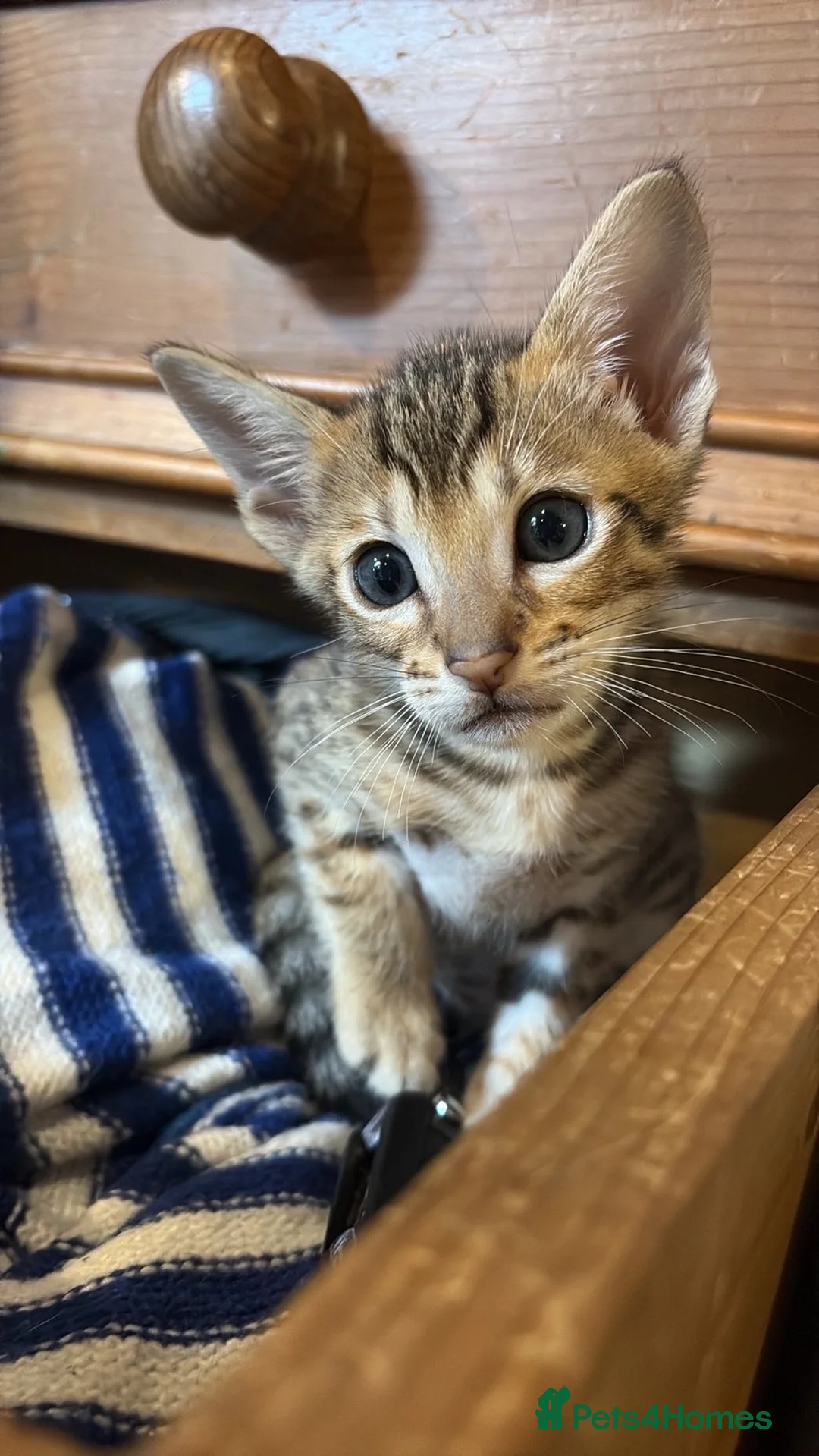 Oriental cats for sale: Two beautiful oriental boys left - Advert 8