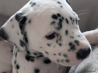 Dalmatian dogs Dalmatian puppies KC registered ready 17th Dec - Advert 6