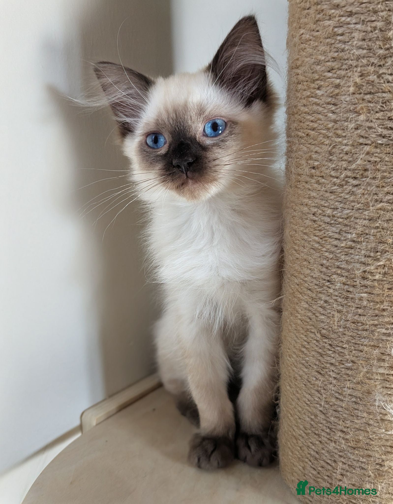 Ragdoll cats Beautiful ragdoll babies 💖💖💖 - Advert 1