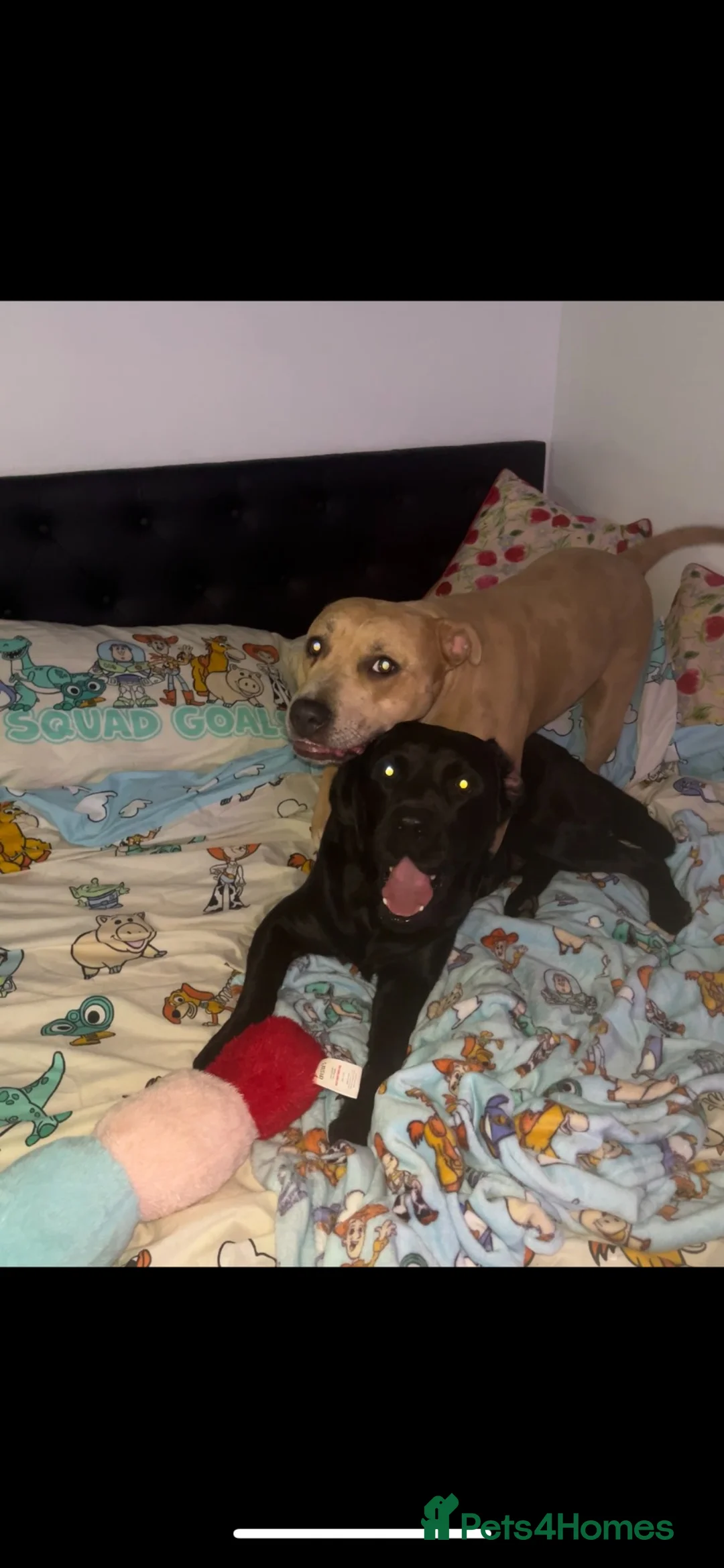 Mixed Breed dogs for sale: 🩷💚Merle Staffy x Labrador Puppy’s On Way🩷💚 - Advert 2