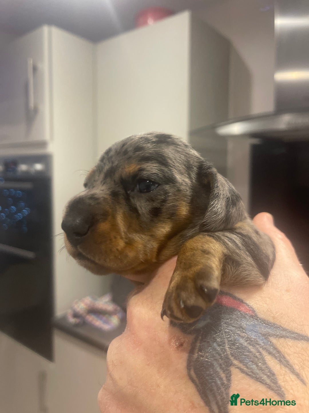 Miniature Dachshund dogs for sale: Miniature Kc registered dachshunds PRA clear  - Advert 15