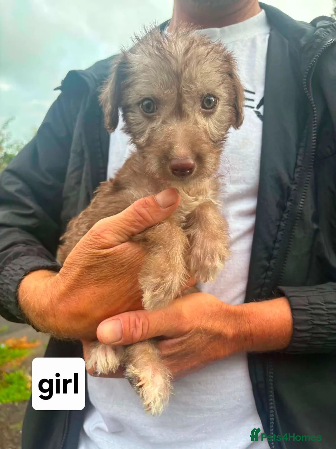 Mixed Breed dogs for sale: Bedlington whippets in Bath - Advert 1