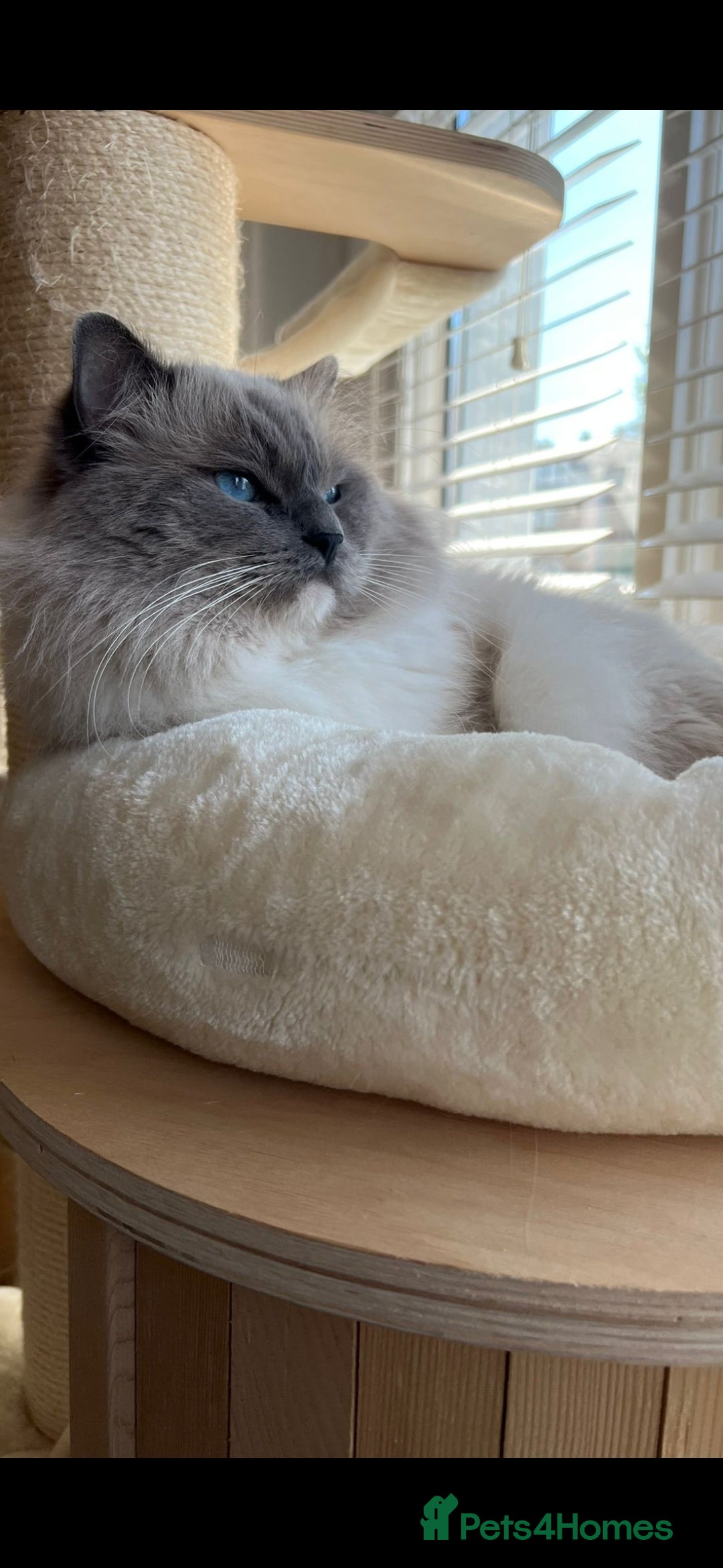 Ragdoll cats for sale: Tica registered Grand Champion Ragdoll kittens  - Image 21
