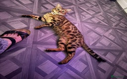 Bengal cats for sale: Stunning Bengal Cat-Playful,Affectionate - Advert 1