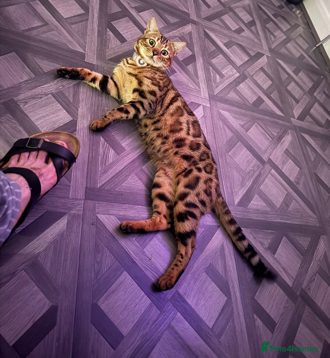 Bengal cats for sale: Stunning Bengal Cat-Playful,Affectionate - Advert 1
