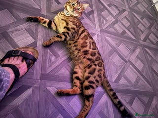Bengal cats Stunning Bengal Cat-Playful,Affectionate - Advert 1