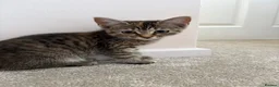 Mixed Breed cats for sale: Girl kittens  - Advert 2