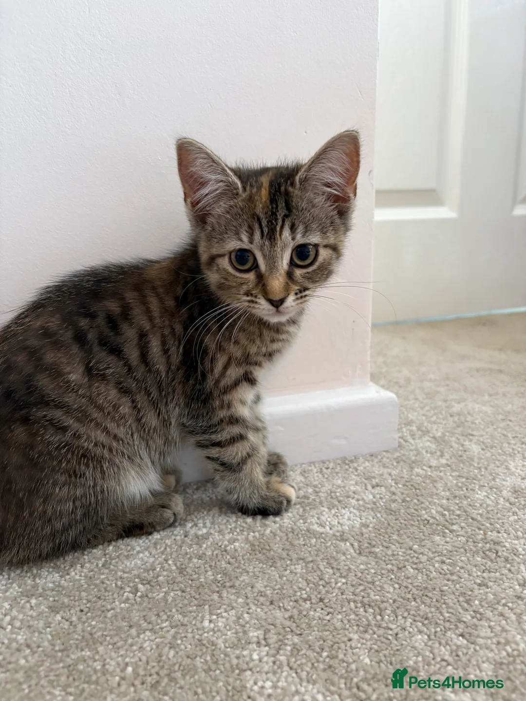 Mixed Breed cats for sale: Girl kittens  - Advert 2