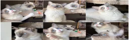 Ragdoll cats for sale: European ragdolls Ready to leave! - Advert 6