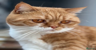 British Shorthair cats - Advert 5