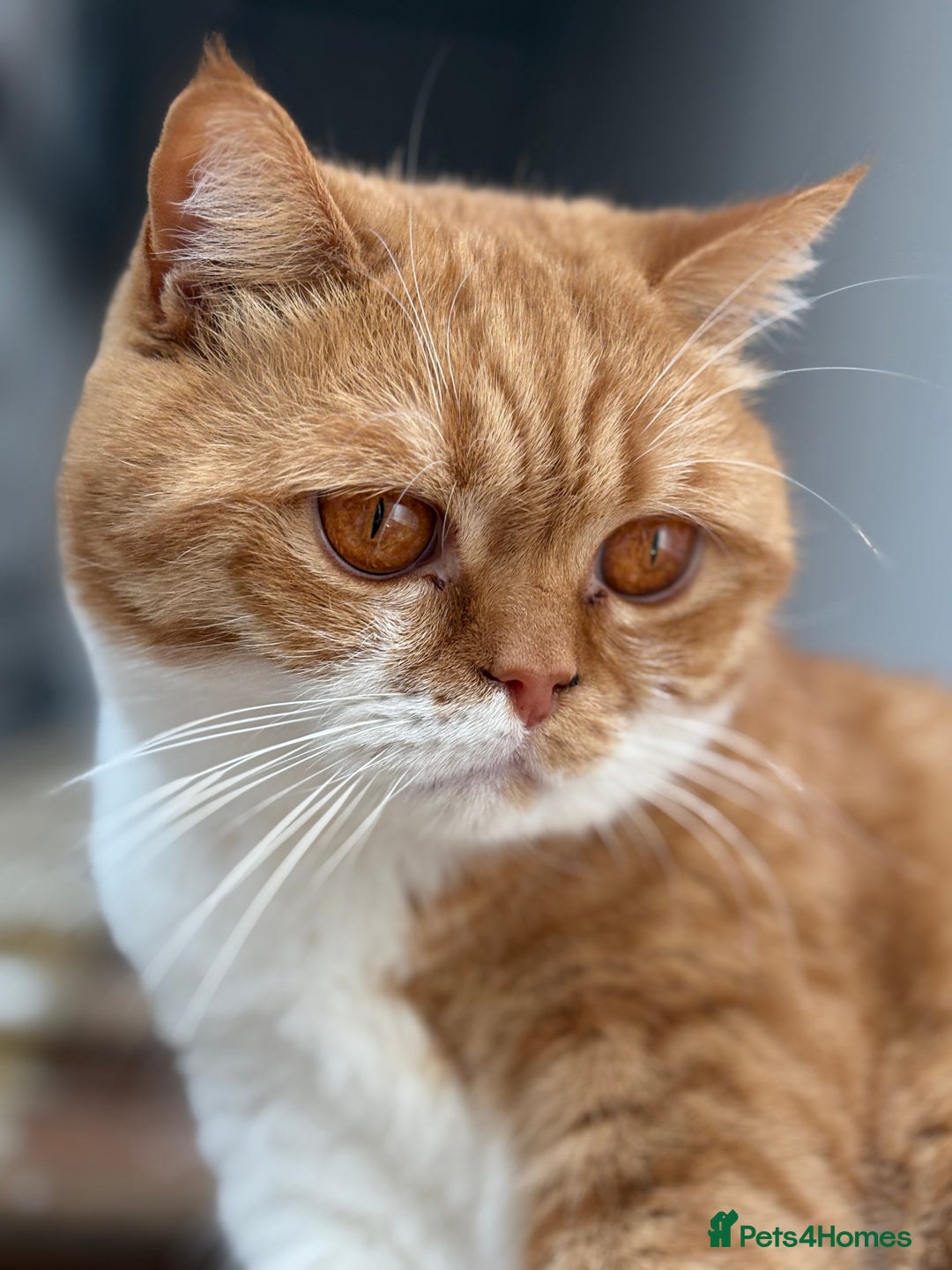 British Shorthair cats for sale: Rasmus - Image 2