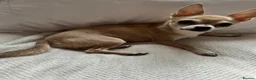 Chihuahua dogs for sale: Precious Tiny Chelsea Chihuahuas  - Advert 12