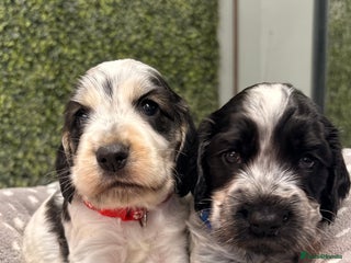 Cocker Spaniel dogs 🖤🤍 KC REG Show Cocker Spaniel Puppies For Sale - Advert 12