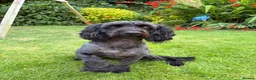 Cockapoo dogs for sale: Beautiful F2B miniature Cockapoos - Black - Advert 12