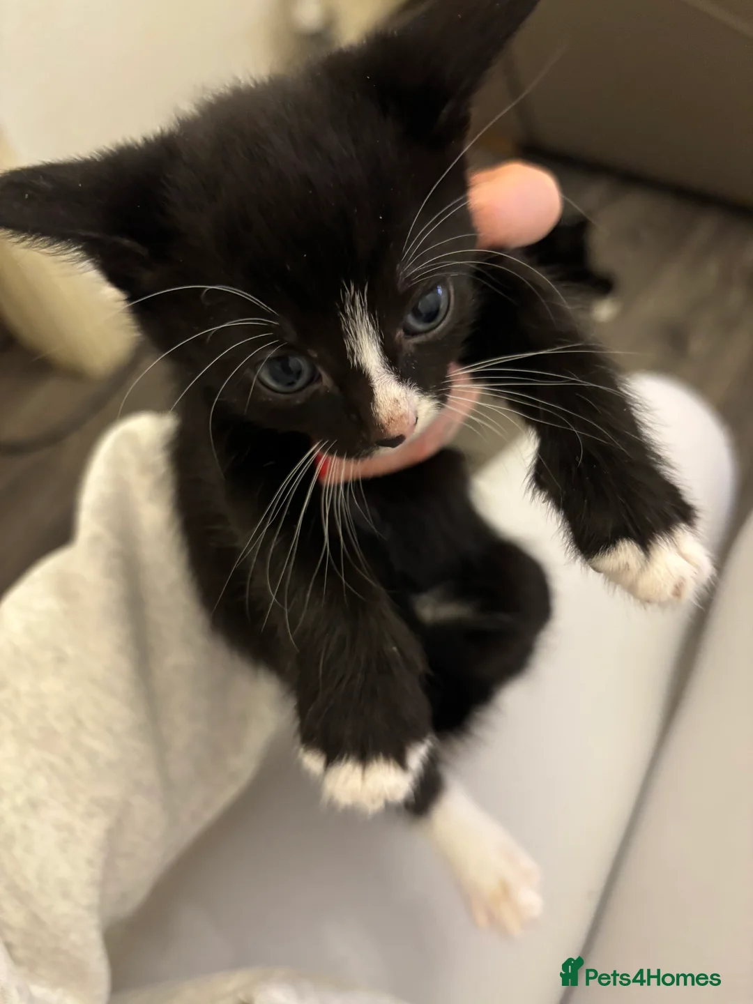 Mixed Breed cats for sale: Tuxedo and Bombay  kittens for sale  - Advert 5