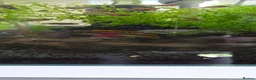 Other/Mixed Breed fish for sale: Rainbow Kribs (Pelvicachromis pulcher) in Coventry - Advert 1