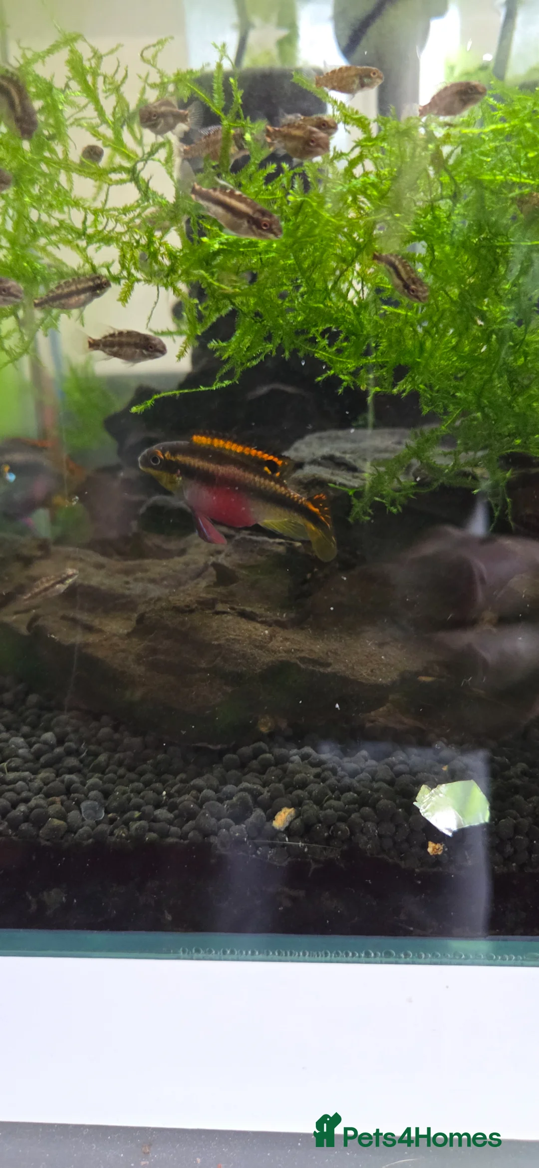 Other/Mixed Breed fish for sale: Rainbow Kribs (Pelvicachromis pulcher) in Coventry - Advert 1