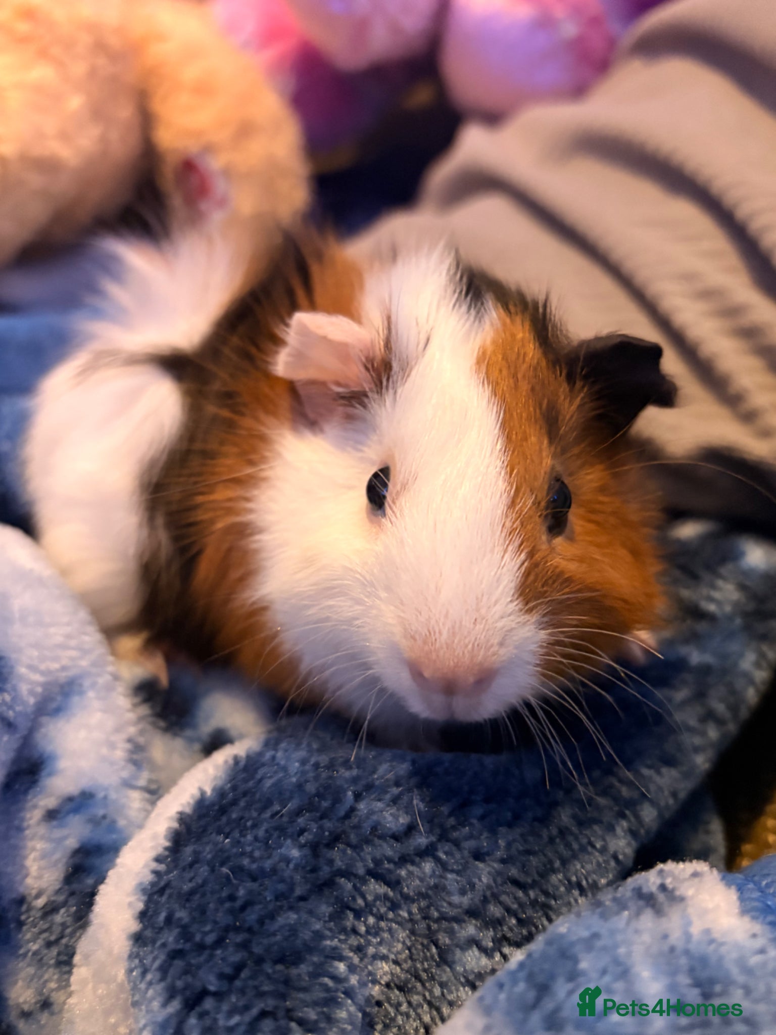 Guinea Pig rodents for sale: Alex and Warren in Brighton - Advert 4