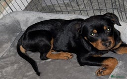 Rottweiler dogs for sale: 16 week old Rottweiler for sale  - Image 4