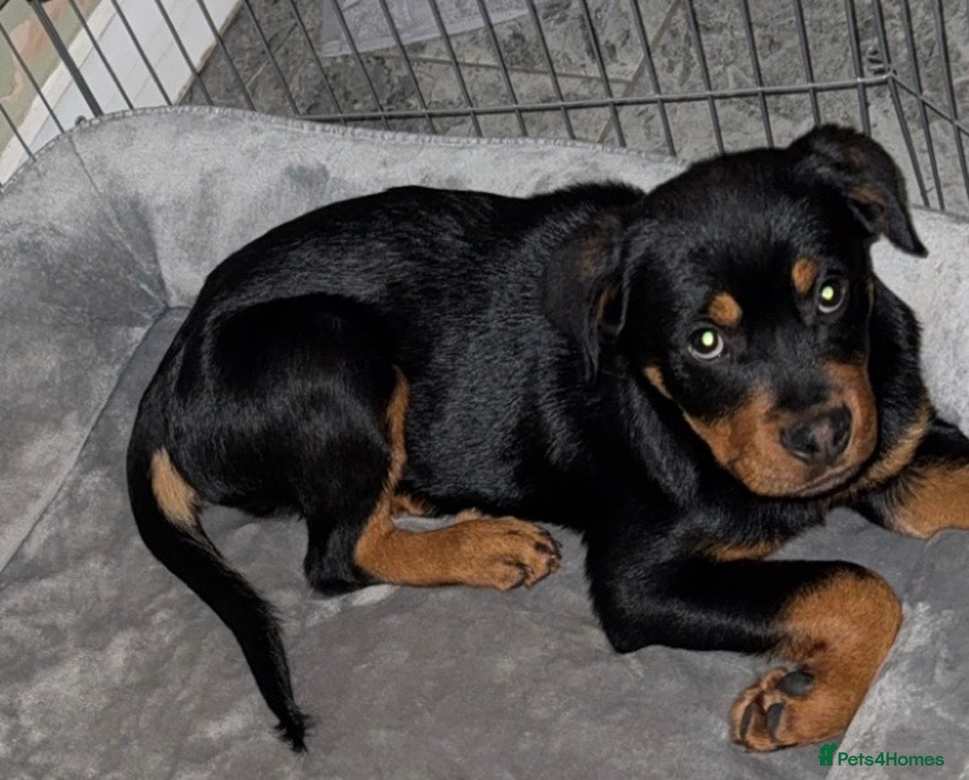 Rottweiler dogs for sale: 16 week old Rottweiler for sale  - Image 4