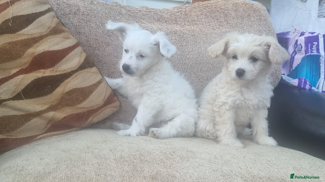 Chinese Crested dogs for sale: 5 beautiful Chinese crested puffs 3 girls 2 boys - Image 13