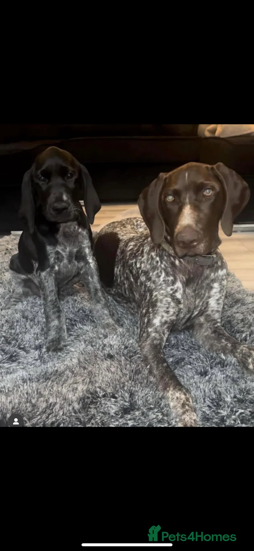 German Shorthaired Pointer dogs for sale: Show type KC GSP’s - Advert 2
