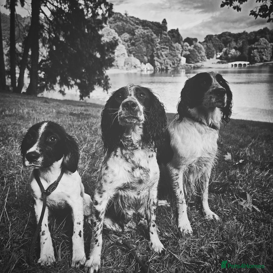 Sprocker dogs for sale: Hendrix the male sprocker available. - Image 37