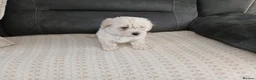 Maltipoo dogs for sale: Maltipoo puppies - Advert 21