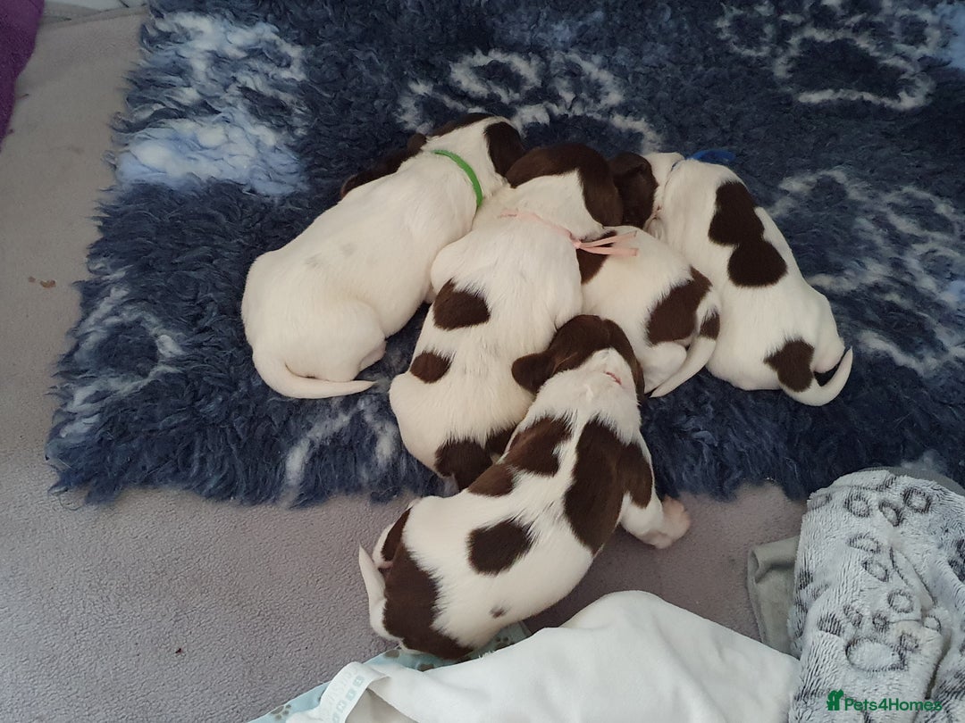 English Springer Spaniel dogs for sale:   English Springer Spaniel puppies  - Image 15