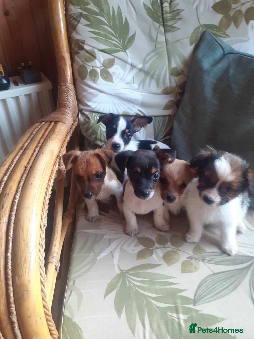 Jack Russell dogs for sale: Jack Russell  - Image 3