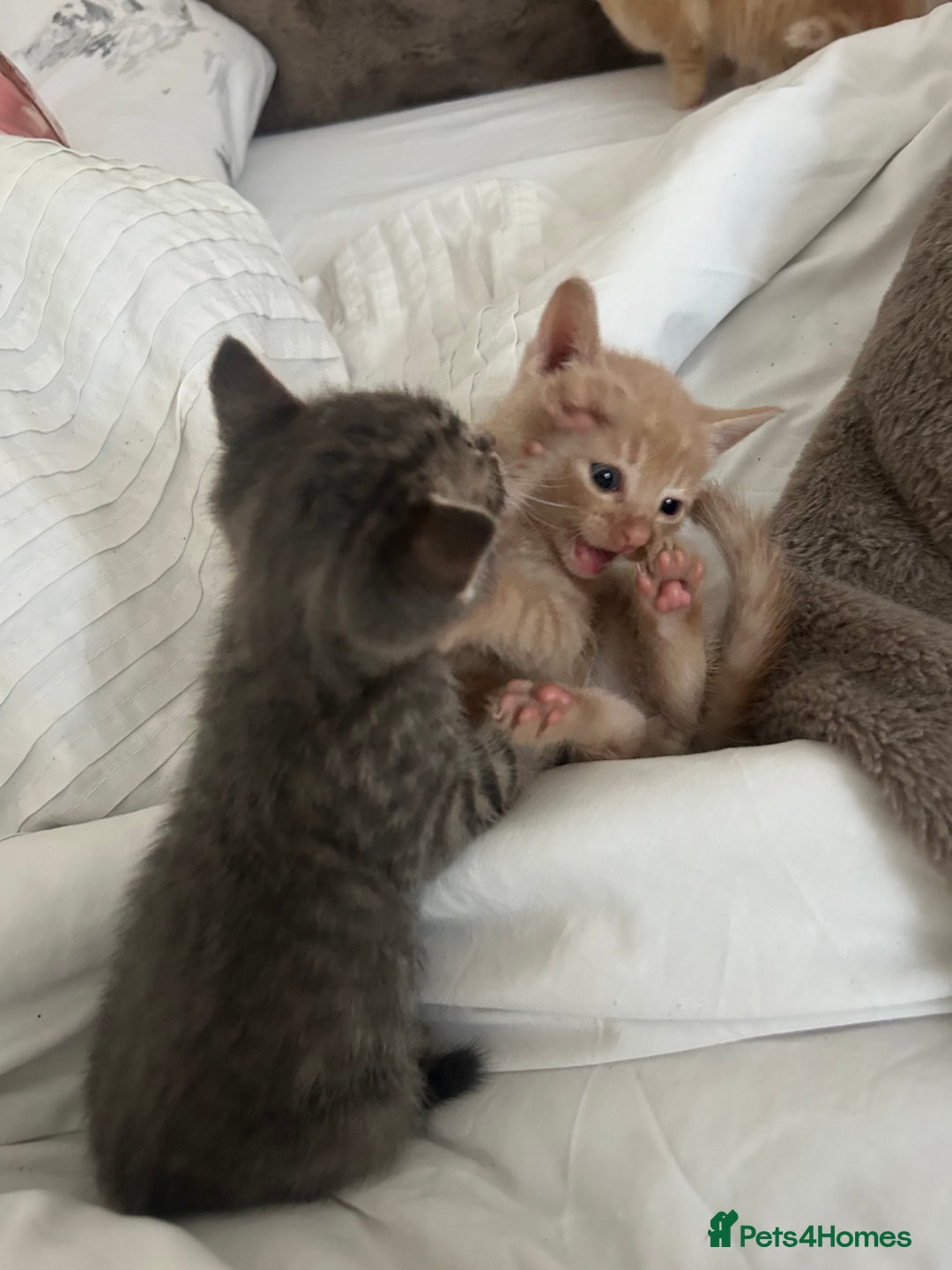 Mixed Breed cats for sale: Beautiful Kittens for sale - Image 24