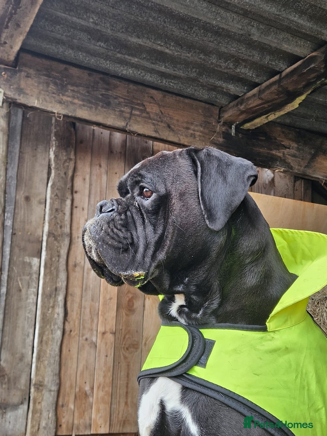 Boxer dogs for sale: Rare Beautiful KC registered puppies for sale  - Advert 18