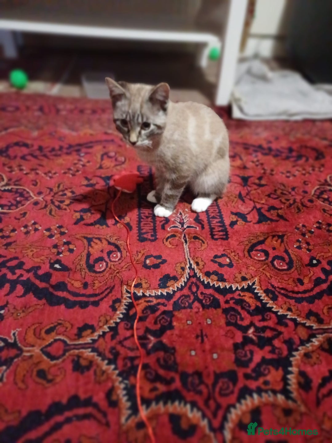 Domestic Shorthair cats for sale: Lynx Point Siamese Tabby mix  - Advert 3