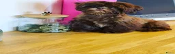 Shih Tzu dogs for stud: STUNNING CHOCOLATE IMPERIAL SHIHTZU OPEN AT STUD in Grays - Advert 6
