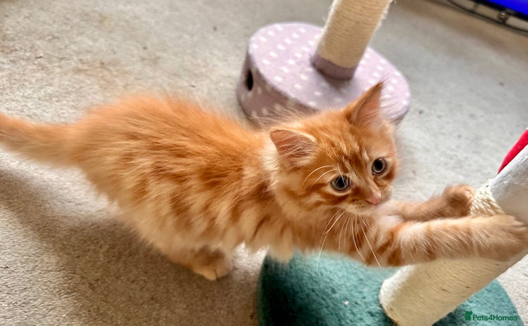 Mixed Breed cats Amiable mixed breed kittens - Advert 2