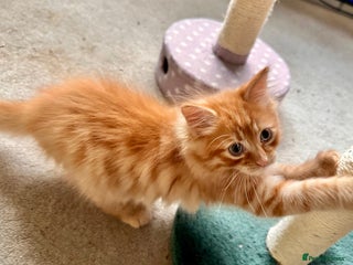 Mixed Breed cats Amiable mixed breed kittens - Advert 5