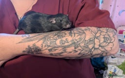 Rat rodents for sale: 2 beautiful well handled female dumbo rats - Image 4