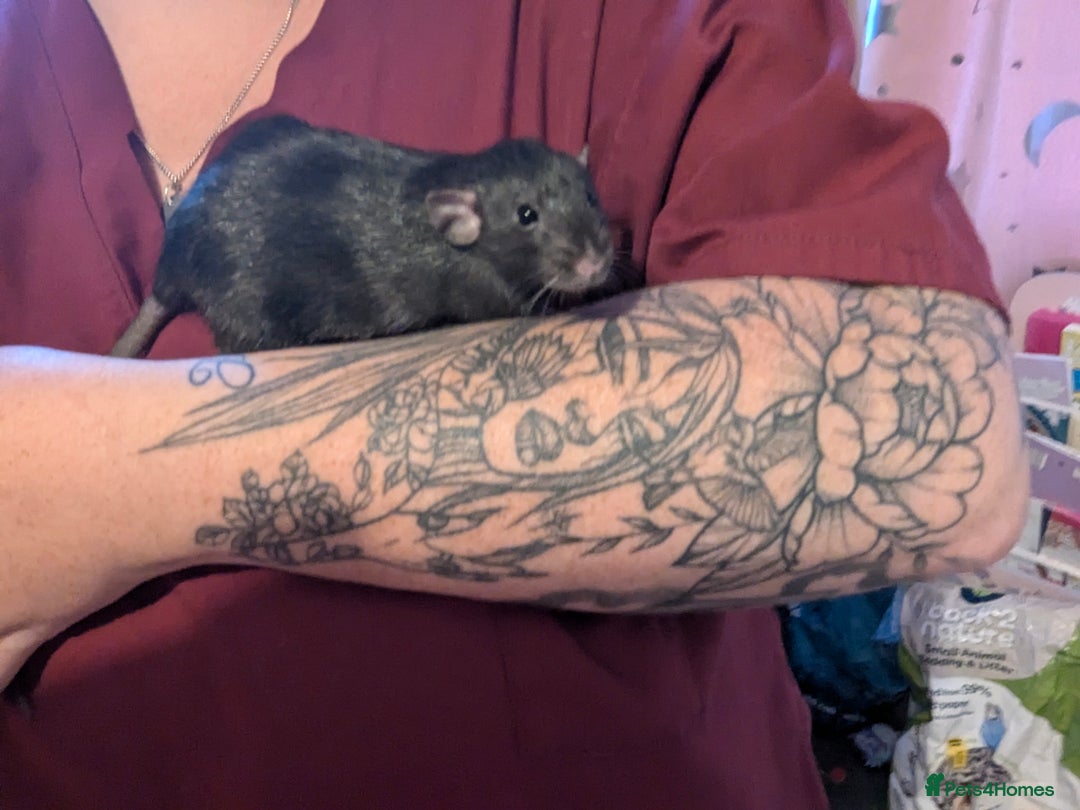 Rat rodents for sale: 2 beautiful well handled female dumbo rats - Image 4