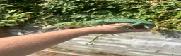 Monitor reptiles for sale: Varanus Prasinus PAIR (Emerald Tree monitors) - Advert 2
