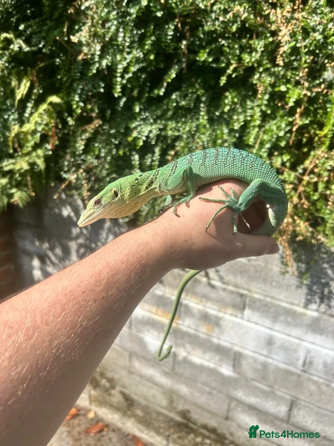 Monitor reptiles for sale: Varanus Prasinus PAIR (Emerald Tree monitors) - Advert 2