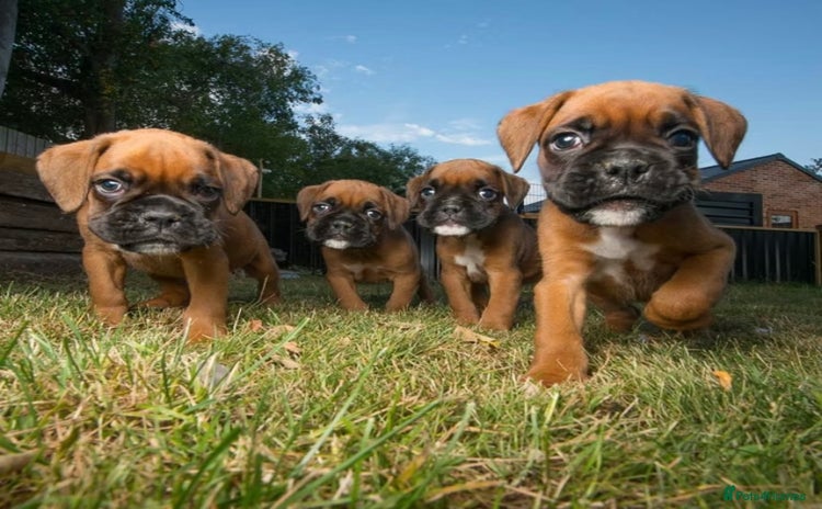 Boxer dogs - Advert 10