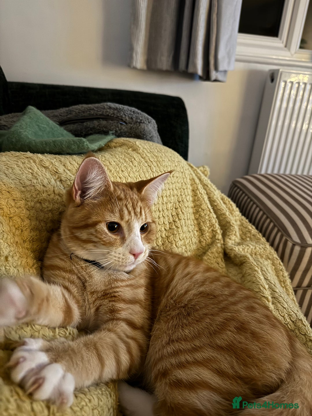 Domestic Shorthair cats for sale: Two boys available  - Advert 3