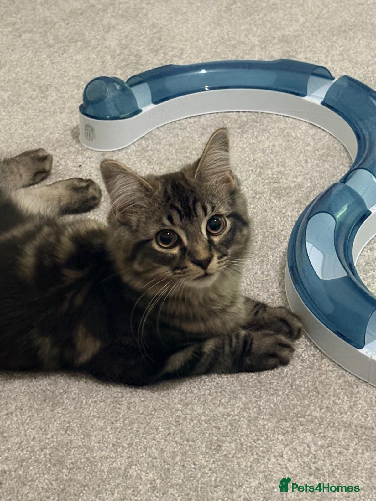 Mixed Breed cats Rare Siberian Mixed Kitten - Advert 8