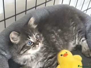 Persian cats £350 Beautiful Persian Kittens. Last female - Advert 1