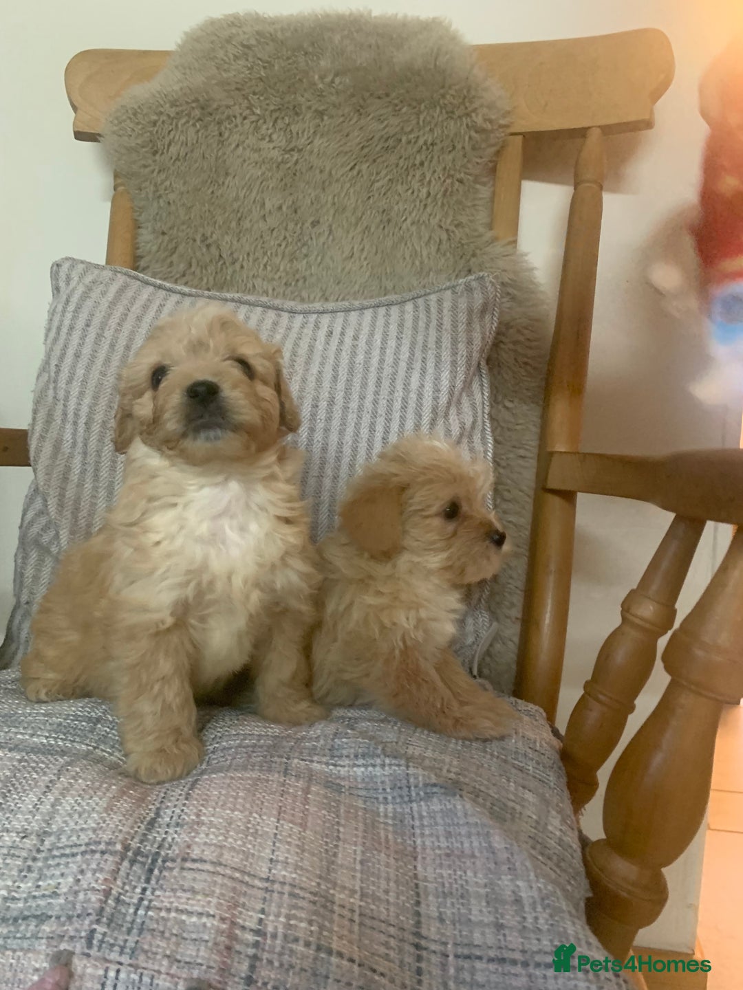 Mixed Breed dogs for sale: Cavapoo/Westiepoo - Advert 15