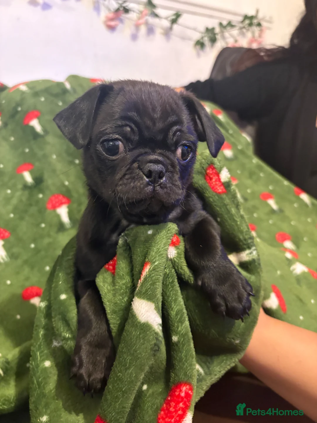 Pug dogs for sale: 🐾 Three Pure Bred Pug Puppies🐾 - Advert 1