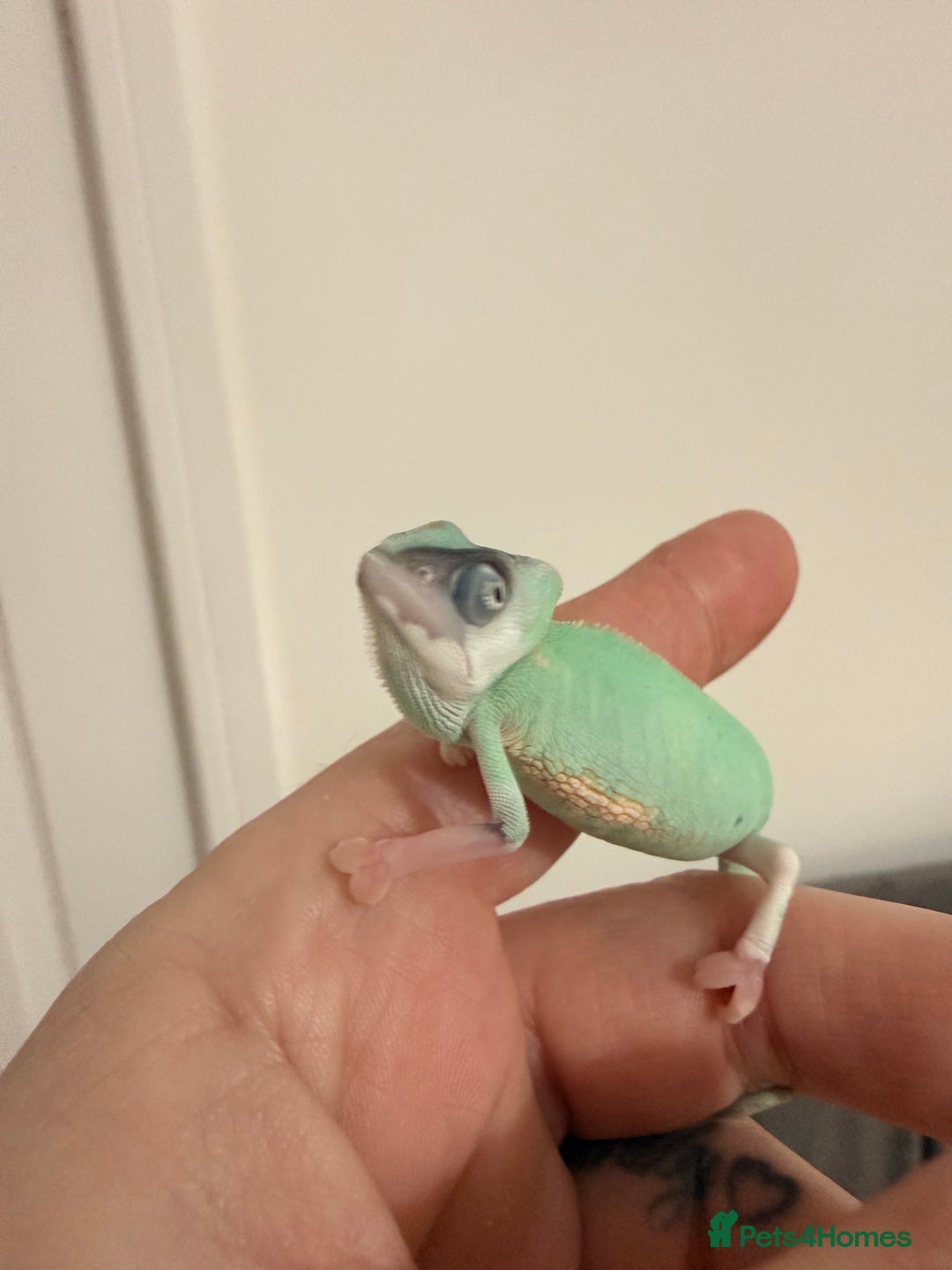 Chameleon reptiles for sale: 2 female pied chameleons  - Advert 1