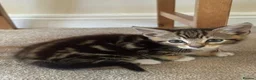 Mixed Breed cats for sale: Three beautiful kittens  - Advert 13
